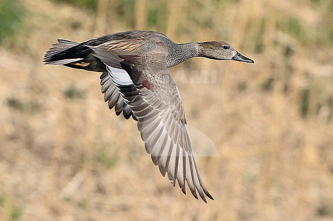 Gadwall (Mareca strepera), first winter male in flight, showing upperwing, seen from the side. stock-image by Agami/Fred Visscher,