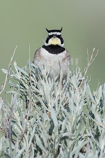 American Horned Lark (Eremophilia alpestris) perched on a branch in Saskatchewan, Canada. stock-image by Agami/Glenn Bartley,