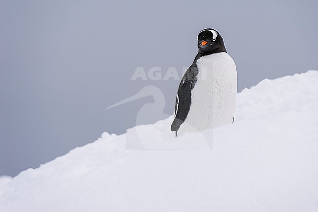 Portrait of a gentoo penguin, Pygoscelis papua, Petermann Island, Antarctica. Antarctica. stock-image by Agami/Sergio Pitamitz,