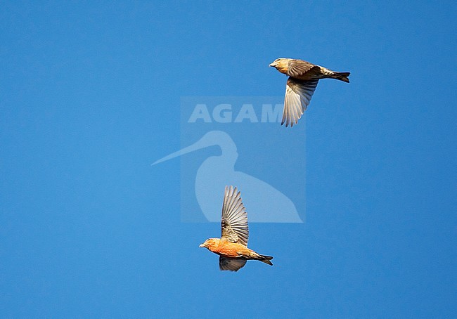 Two Common Crossbills (Loxia curvirostra) migrating over Hanko in Finland. stock-image by Agami/Markus Varesvuo,