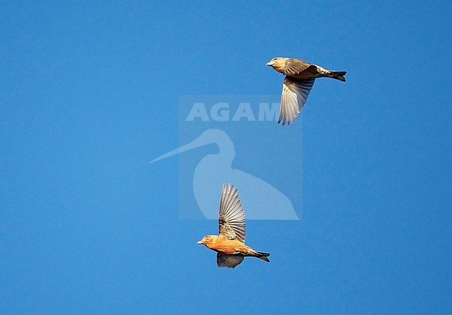 Two Common Crossbills (Loxia curvirostra) migrating over Hanko in Finland. stock-image by Agami/Markus Varesvuo,