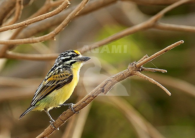 A Yellow-fronted Tinkerbird (Pogoniulus chrysoconus) searching for food in a tropical tree in the Gambia. stock-image by Agami/Jacques van der Neut,