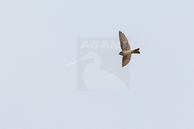 Preuss's Cliff Swallow (Petrochelidon preussi) in Sierra Leone. stock-image by Agami/David Monticelli,