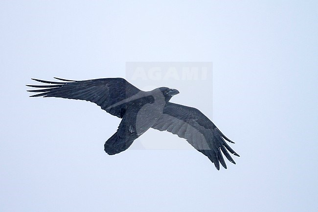 Common Raven (Corvus corax ssp. corax) in flight in a snow storm in arctic northern Norway. stock-image by Agami/Ralph Martin,