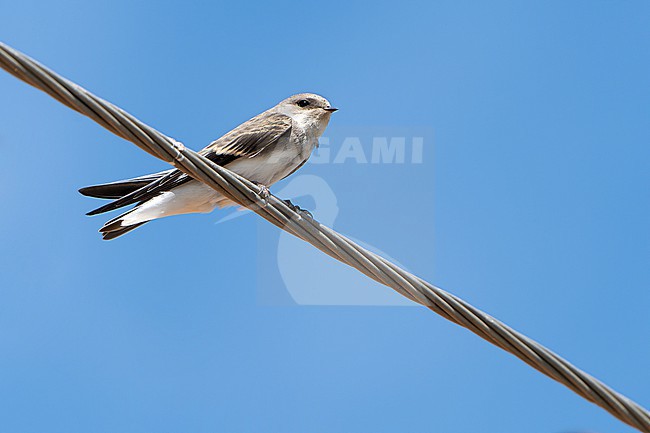 Pale Martin (Riparia diluta) during autumn migration in Mongolia. stock-image by Agami/Dani Lopez-Velasco,