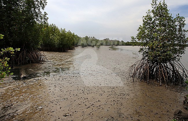 Mangroves Tendaba, The Gambia stock-image by Agami/Jacques van der Neut,