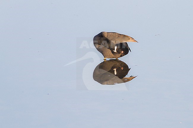 Adult Coot, Fulica atra,  preening on lake with reflection showing cloaca stock-image by Agami/Menno van Duijn,
