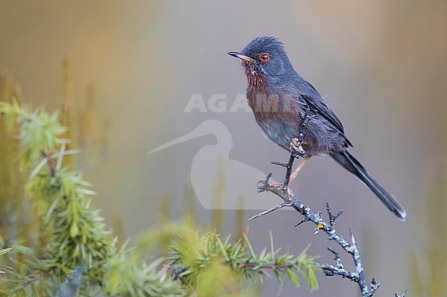 Dartford Warbler, Sylvia undata, in Italy. stock-image by Agami/Daniele Occhiato,