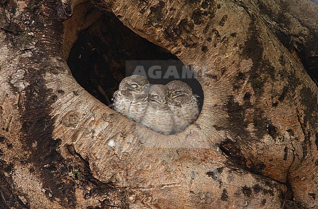 Spotted Owlet (Athene brama) 3 chicks sitting together in nest hole in a tree at Kanha National Park, India stock-image by Agami/Helge Sorensen,