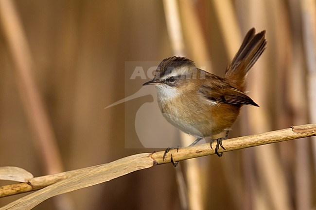 Zwartkoprietzanger op rietstengel; Moustached Warbler on reed stem stock-image by Agami/Daniele Occhiato,