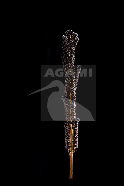 Sensitive fern, Onoclea sensibilis stock-image by Agami/Wil Leurs,