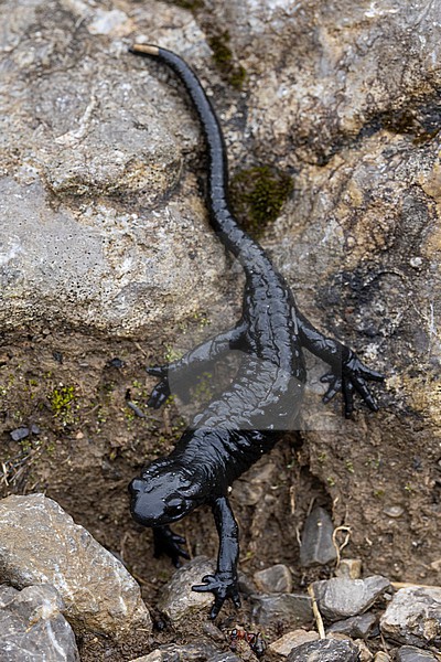 Adult alpine salamanders (Salamandra atra) found in the Austrian Alps in Tyrol stock-image by Agami/Mathias Putze,