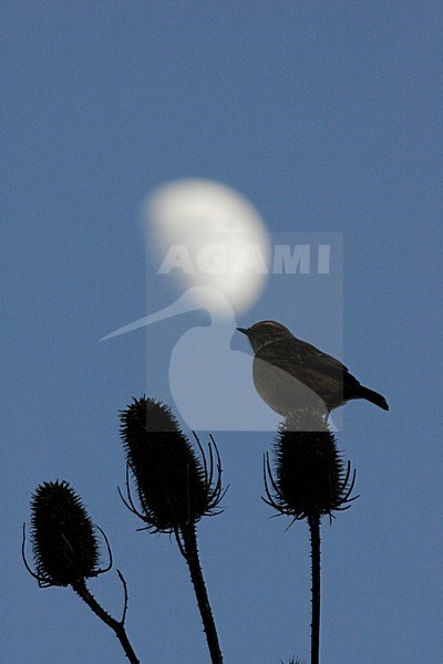 Roodborsttapuit in de avond; European Stonechat at night stock-image by Agami/Menno van Duijn,