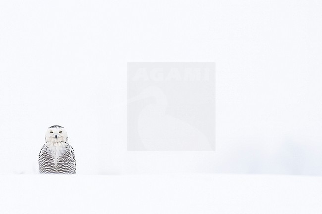 Snowy Owl (Bubo scandiacus) in snow covered landscape in Ontario Canada. stock-image by Agami/Marcel Burkhardt,