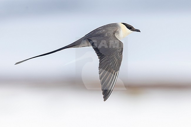 Long-tailed Jaeger (Stercorarius longicaudus), side view of an adult in flight, Finnmark, Norway stock-image by Agami/Saverio Gatto,