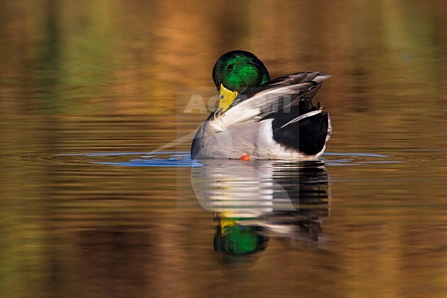Wilde Eend, Mallard stock-image by Agami/Daniele Occhiato,