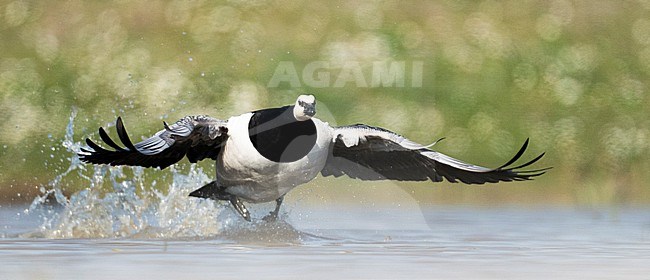 Barnacle Goose, Branta leucopsis, taking off from the water surface. stock-image by Agami/Han Bouwmeester,