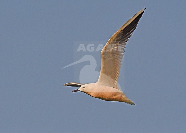 Slender-billed Gull has pinkish underparts, especially in summer plumage. stock-image by Agami/Eduard Sangster,