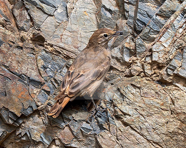 Rufous-banded Miner (Geositta rufipennis hoyi) perched on a rock face in the high Andes of Mendoza province in Argentina stock-image by Agami/Andy & Gill Swash ,