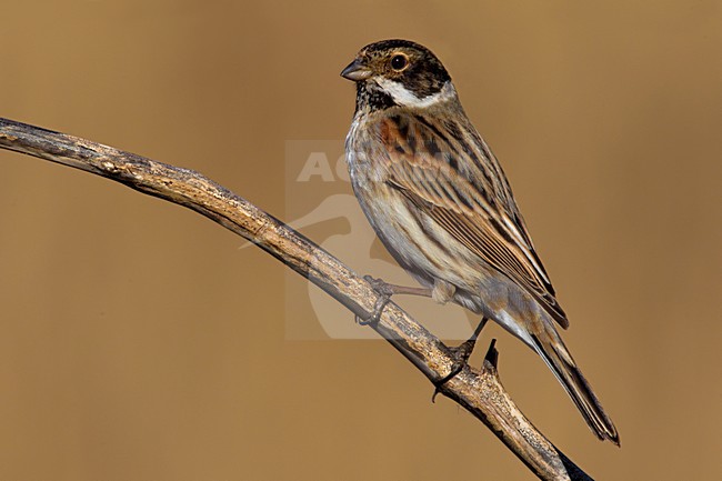 Mannetje Rietgors; Male Reed Bunting stock-image by Agami/Daniele Occhiato,
