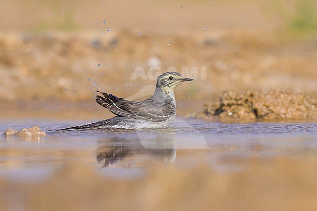 Citrine wagtail, Motacilla citreola, grooming in a pond, in the desert. stock-image by Agami/Sylvain Reyt,
