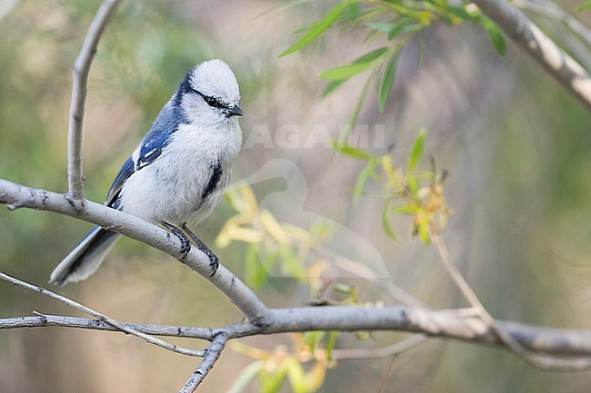 Azure Tit (Cyanistes cyanus ssp. tianschanicus), Russia (Baikal), adult perched in a tree stock-image by Agami/Ralph Martin,
