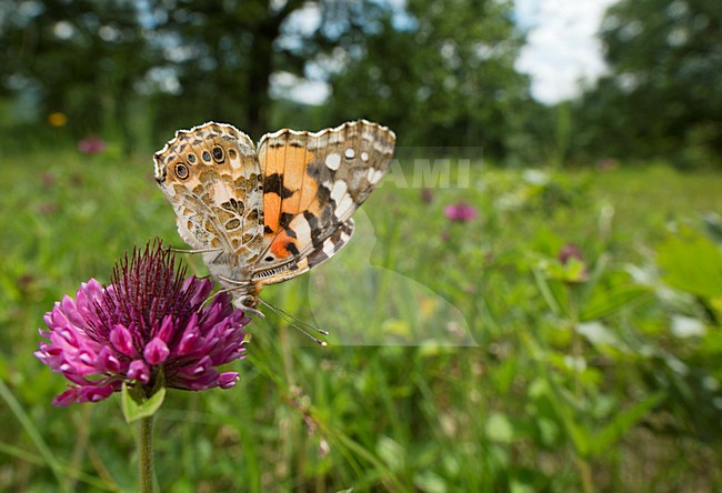 Distelvlinder op paarse bloem, Painted Lady at purple flower stock-image by Agami/Rob de Jong,