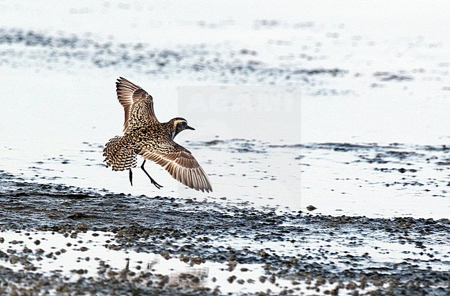 Flying adult Pacific Golden Plover (Pluvialis fulva) during spring migration at Khok Kham in central Thailand. Landing on mud flat. stock-image by Agami/Helge Sorensen,