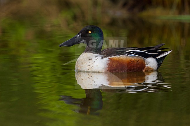 Mannetje Slobeend in water; Northern Shoveler male in water stock-image by Agami/Daniele Occhiato,
