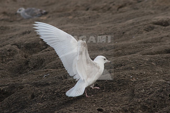 Verdwaalde Kleine Burgemeester in Marokko; Vagrant Iceland Gull in Marocco stock-image by Agami/Harvey van Diek,