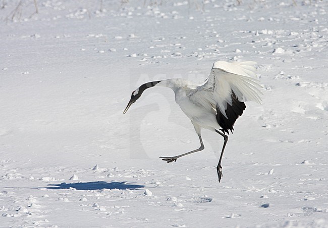 Chinese Kraanvogel; Red-crowned Crane stock-image by Agami/Marc Guyt,