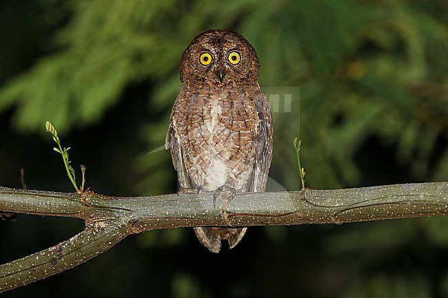 Sula scops owl (Otus sulaensis), a small owl perched in a tree stock-image by Agami/James Eaton,