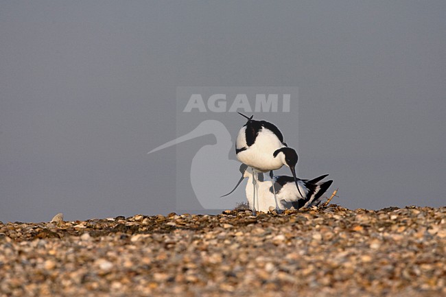Kluut op nest; Pied Avocet at nest stock-image by Agami/Marc Guyt,