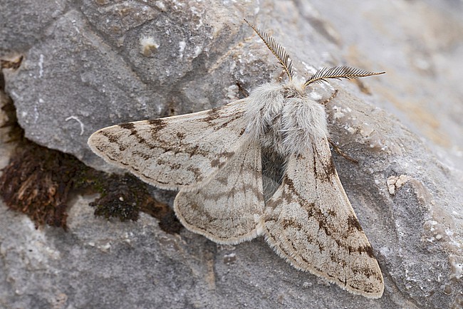 Lycia alpina is a high altitude endemic to the Alps, found in the Austrian Alps of of the Lech Valley; picture is showing a male stock-image by Agami/Mathias Putze,