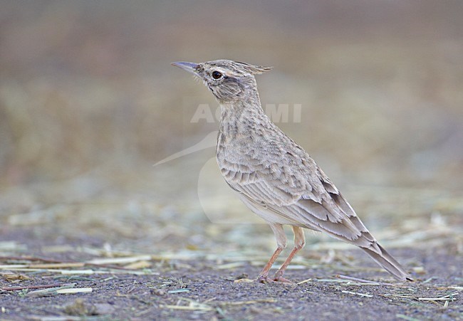 Kuifleeuwerik op de grond; Crested Lark on the ground stock-image by Agami/Markus Varesvuo,