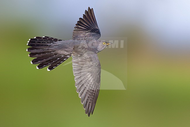 Common Cuckoo (Cuculus canorus) in Italy. stock-image by Agami/Daniele Occhiato,