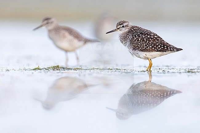Wood Sandpiper, Tringa glareola in Italy. stock-image by Agami/Daniele Occhiato,