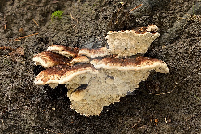 Toefige Labyrintzwam; Blushing Rosette; stock-image by Agami/Walter Soestbergen,
