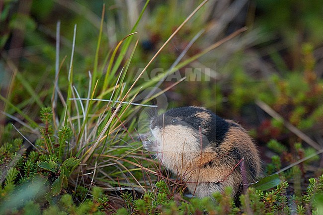 Norway Lemming (Lemmus lemmus), side view of rodent in grass and twig vegetation stock-image by Agami/Kari Eischer,
