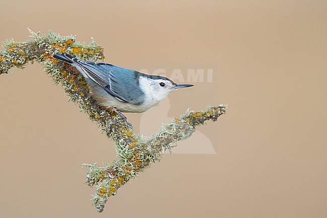Adult male
Santa Barbara Co., CA
November 2022 stock-image by Agami/Brian E Small,