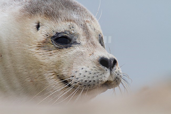 Gewone zeehond beeldvullend; Harbour Seal close-up stock-image by Agami/Menno van Duijn,