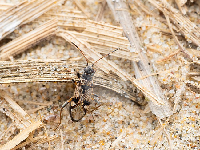 Male Beosus maritimu stock-image by Agami/Arnold Meijer,