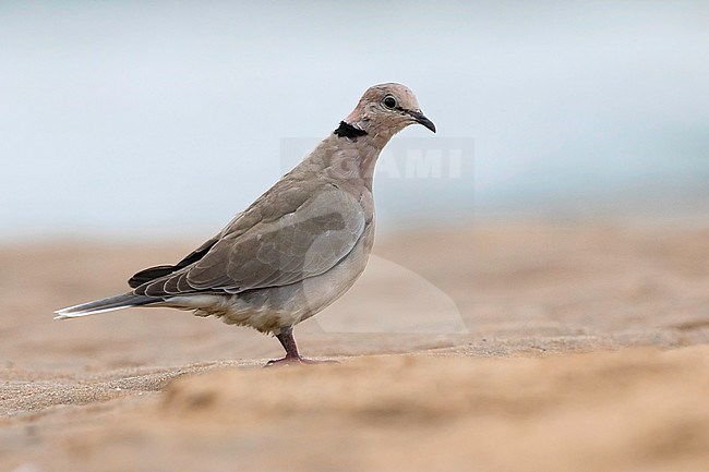 Vinaceous Dove (Streptopelia vinacea) standing on the ground stock-image by Agami/Dubi Shapiro,