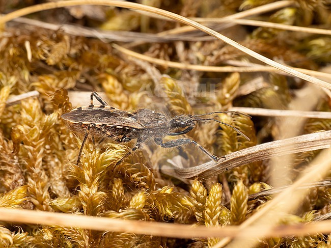 Imago Coranus kerzhneri searching for prey stock-image by Agami/Arnold Meijer,