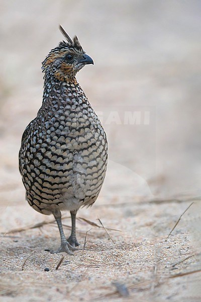 Crested bobwhite (Colinus cristatus) in Guyana. Standing on the ground. stock-image by Agami/Dubi Shapiro,