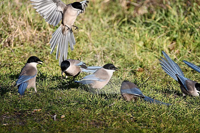 Iberian Magpie, Cyanopica cooki, Spain stock-image by Agami/Eduard Sangster,