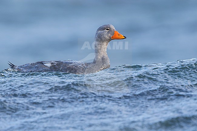 Flightless Steamer-Duck (Tachyeres pteneres) along the coast in Southern Argentina stock-image by Agami/Dubi Shapiro,