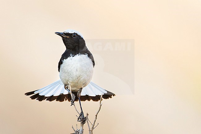 Adult male Finsch's Wheatear in Tajikistan with spread tail, frontal view. stock-image by Agami/Ralph Martin,