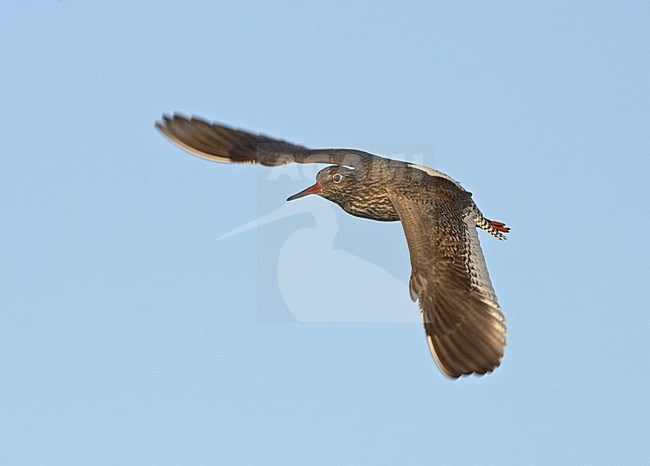 Common Redshank flying; Tureluur vliegend stock-image by Agami/Jari Peltomäki,