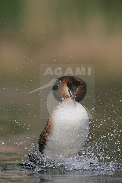 Futen parend; Great Crested Grebes mating stock-image by Agami/Menno van Duijn,